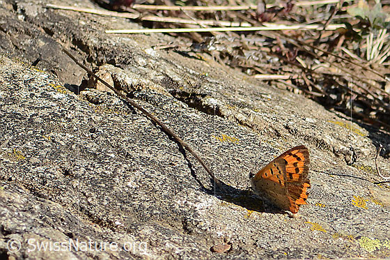 Foto: Kleiner Feuerfalter (Lycaena phlaeas). Flügel halb geöffnet. Ansicht von seitlich hinten.