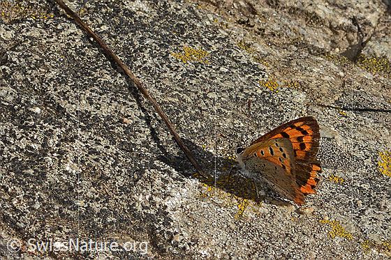 Foto: Kleiner Feuerfalter (Lycaena phlaeas). Flügel wenig geöffnet. Ansicht von schräg hinten.