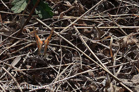 Foto: Kleiner Feuerfalter (Lycaena phlaeas). Flügel wenig geöffnet. Ansicht von vorne oben.