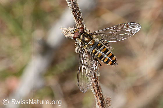 Foto: Hainschwebfliege (Episyrphus balteatus). Länge 7 - 12mm. Weibchen. Ansicht von oben.