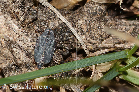 Foto: Thymianzirpe (Goniagnathus brevis). Länge 4.5 - 5.5mm. Männchen. Ansicht von oben.