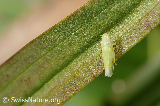 Foto: Wahrscheinlich Schwefelblattzikade (Emelyanoviana mollicula). Länge 4mm. Ansicht von oben.