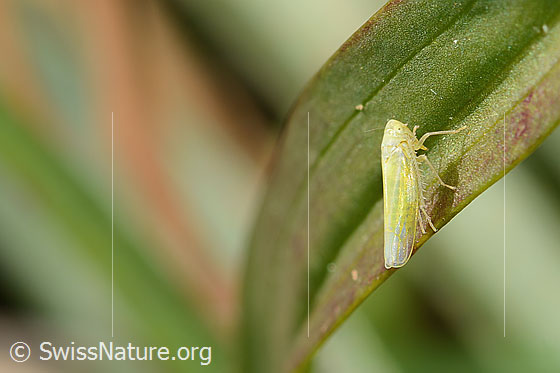 Foto: Wahrscheinlich Schwefelblattzikade (Emelyanoviana mollicula). Länge 4mm. Ansicht von seitlich oben.