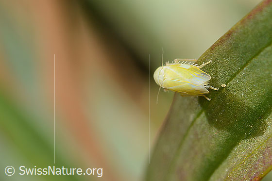 Foto: Wahrscheinlich Schwefelblattzikade (Emelyanoviana mollicula). Länge 4mm. Ansicht von hinten oben.