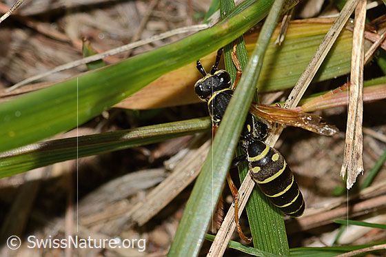 Foto: Berg-Feldwespe (Polistes biglumis). Länge 15mm. Männchen. Ansicht von oben.