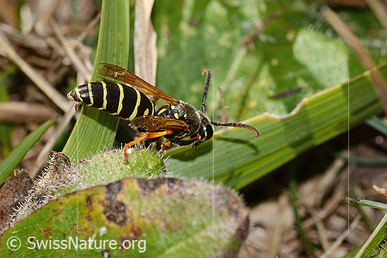Foto: Berg-Feldwespe (Polistes biglumis). Länge 15mm. Männchen. Ansicht von hinten oben.