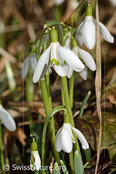 Photo: Galanthus nivalis. Whole plant (habit). Height = 12cm.