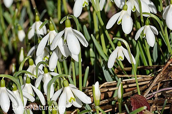 Photo: Galanthus nivalis. Several specimens.