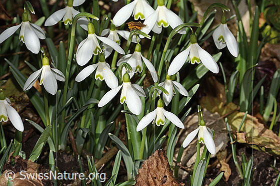 Photo: Galanthus nivalis. Several specimens.
