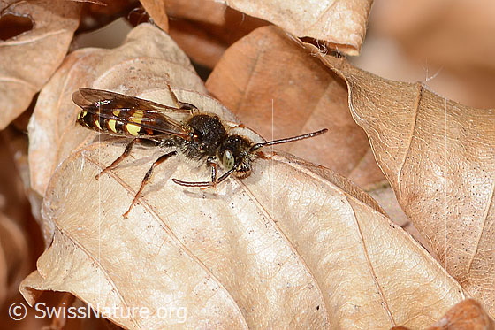 Foto: Wahrscheinlich Panzers Wespenbiene (Nomada panzeri). Länge 8mm. Männchen. Ansicht von seitlich vorne oben.