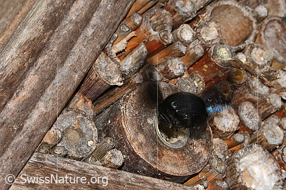 Foto: Blauschwarze Holzbiene (Xylocopa violacea). Länge 20 - 25mm. Weibchen. Ansicht von hinten während dem Anflug auf eine Niströhre.