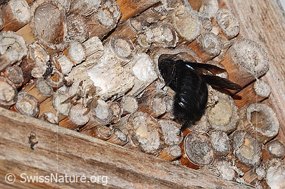 Foto: Blauschwarze Holzbiene (Xylocopa violacea). Länge 20 - 25mm. Weibchen. Ansicht von seitlich hinten. Die Biene klettert in eine Niströhre.