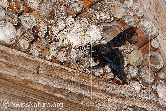 Foto: Blauschwarze Holzbiene (Xylocopa violacea). Länge 20 - 25mm. Weibchen. Ansicht von schräg oben. Die Holzbiene sucht einen Nistplatz in einem Bienenhotel.