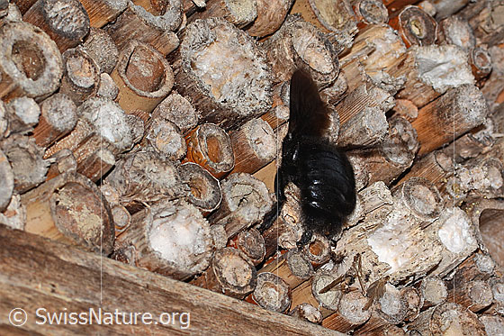 Foto: Blauschwarze Holzbiene (Xylocopa violacea). Länge 20 - 25mm. Weibchen. Ansicht von seitlich hinten. Die Biene prüft eine mögliche Niströhre an einem Bienenhotel.