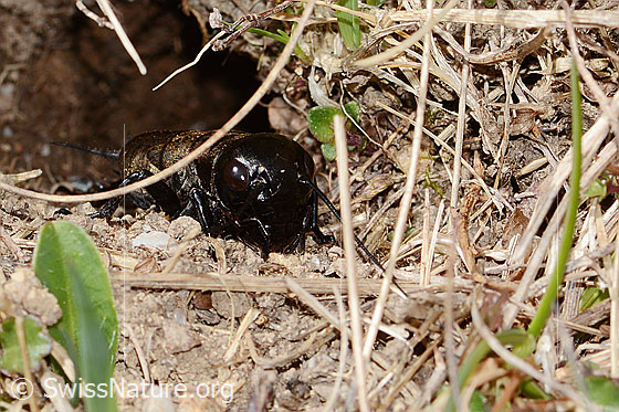 Foto: Feldgrille (Gryllus campestris). Ansicht von vorne.