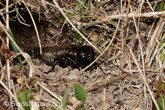 Photo: Gryllus campestris. View from the side.