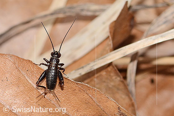 Foto: Waldgrille (Nemobius sylvestris). Länge 5mm. Nymphe. Ansicht von oben.