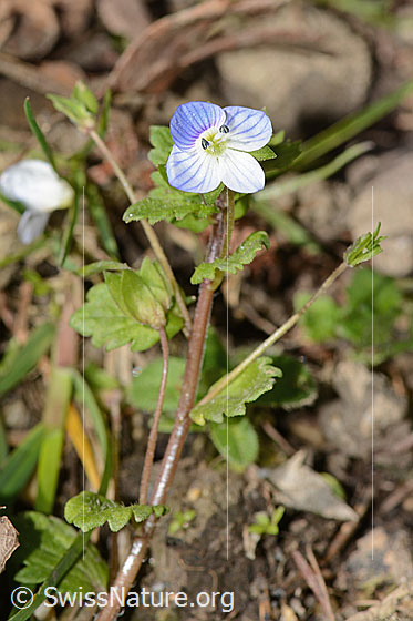 Photo: Veronica persica. Whole plant (habit).