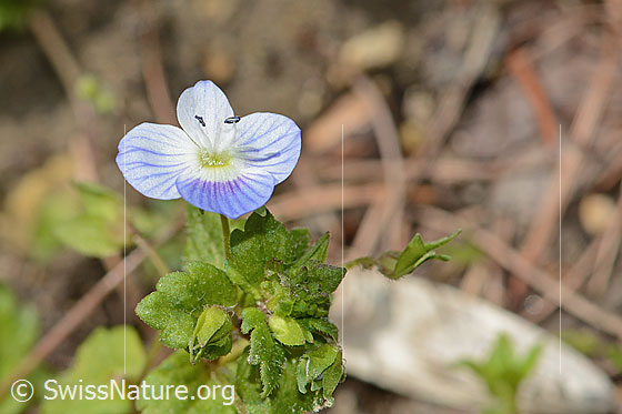 Photo: Veronica persica. Blossom. View from diagonally above.