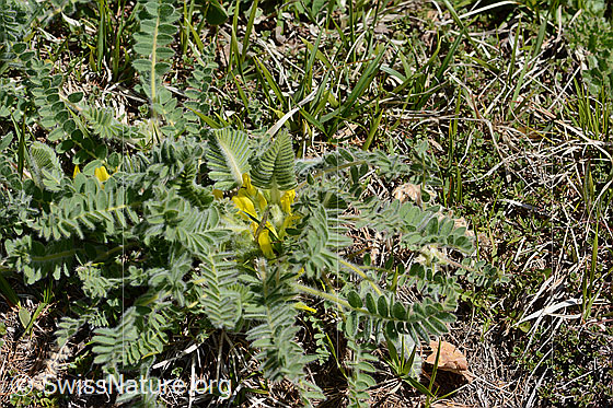 Photo: Astragalus exscapus. Whole plant (habit). Height to the top of the flower = 4 cm.