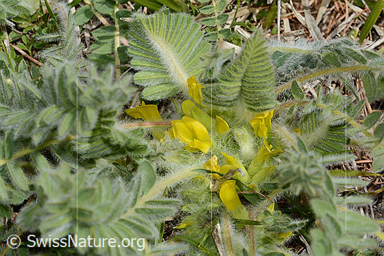 Photo: Astragalus exscapus. Blossoms and leaves.