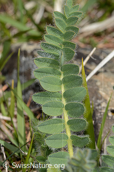 Photo: Astragalus exscapus. Leaf top.