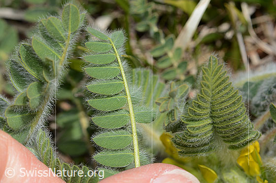 Photo: Astragalus exscapus. Leaf underside.