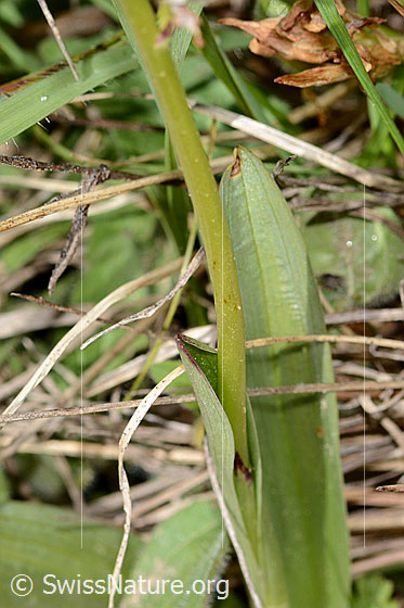 Photo: Orchis ustulata. Stem and leaf.