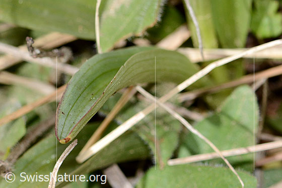 Photo: Orchis ustulata. Leaf.
Lat.: Orchis ustulata
Family: Orchidaceae
Subfamily: Orchidoideae
Genus: Orchis