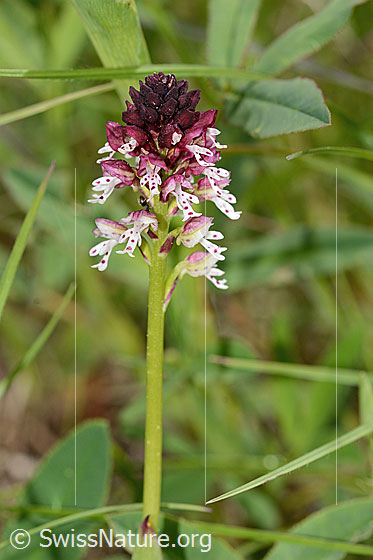 Photo: Orchis ustulata. Inflorescence and stem.