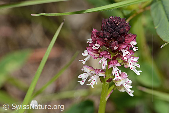 Photo: Orchis ustulata. Inflorescence.
