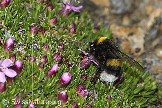 Foto: Heide-Erdhummel (Bombus cryptarum) auf Kalk-Polsternelke (Silene acaulis). Länge 9 - 20mm. Ansicht von der Seite.
