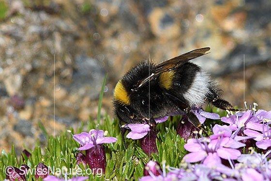 Foto: Heide-Erdhummel (Bombus cryptarum) auf Kalk-Polsternelke (Silene acaulis). Länge 9 - 20mm. Ansicht von der Seite.