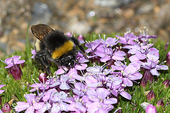 Foto: Heide-Erdhummel (Bombus cryptarum) auf Kalk-Polsternelke (Silene acaulis). Länge 9 - 20mm. Ansicht von vorne oben.