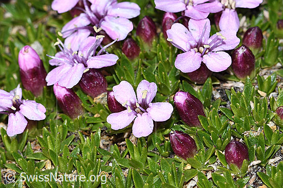 Foto: Kalk-Polsternelke (Silene acaulis). Blüten, Knospen und Blätter. Ansicht von schräg oben.