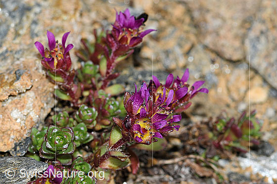 Foto: Zweiblütiger Steinbrech (Saxifraga biflora). Blüten und Blätter.