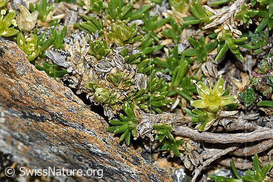 Foto: Zwerg-Miere (Minuartia sedoides). Blüten und Blätter.