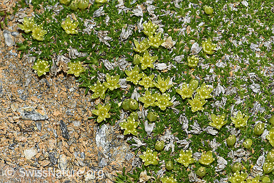 Foto: Zwerg-Miere (Minuartia sedoides). Ganze Pflanze (Habitus). Höhe = 7mm.