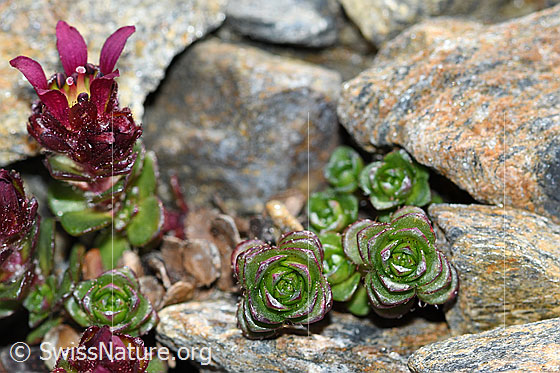 Foto: Zweiblütiger Steinbrech (Saxifraga biflora). Blätter und Blüte.
