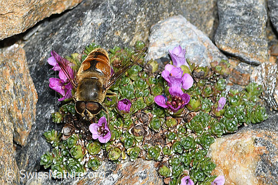 Foto: Mistbiene (Eristalis tenax) auf Gegenblättrigem Steinbrech (Saxifraga oppositifolia). Ansicht von vorne oben.
