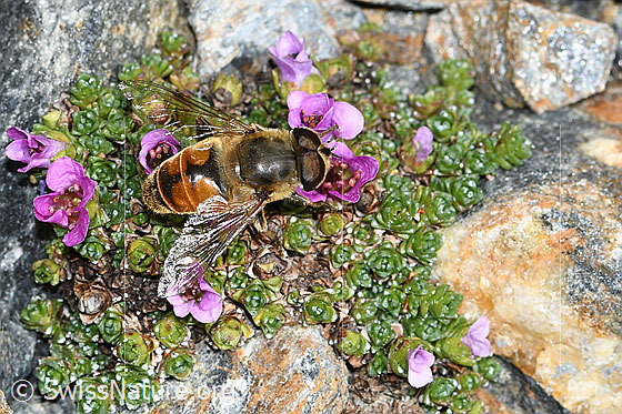 Foto: Mistbiene (Eristalis tenax) auf Gegenblättrigem Steinbrech (Saxifraga oppositifolia). Ansicht von oben.