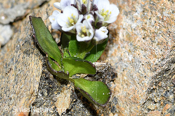 Foto: Bläuliche Gänsekresse (Arabis caerulea). Blätter.