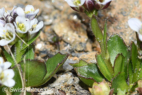 Foto: Bläuliche Gänsekresse (Arabis caerulea). Stängel, Stängelblätter und Blätter.