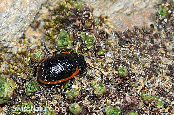 Foto: Rotsaum-Blattkäfer (Chrysolina sanguinolenta). Länge = 8mm. Ansicht von oben.