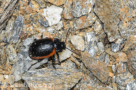 Foto: Rotsaum-Blattkäfer (Chrysolina sanguinolenta). Länge = 8mm. Ansicht von seitlich oben.