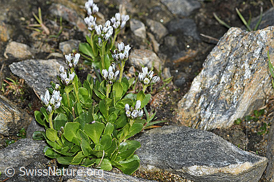 Photo: Arabis caerulea. Whole plant (habit). Height = 4cm.