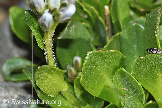 Photo: Arabis caerulea. Stem and leaves.