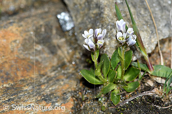 Photo: Arabis caerulea. Whole plant (habit).