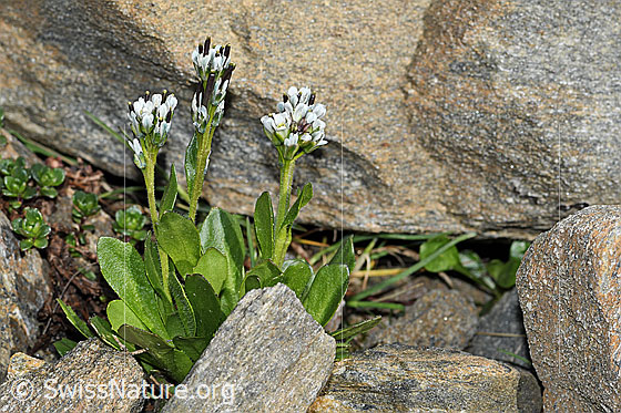 Photo: Arabis caerulea. Whole plant (habit). Height = 6.5cm.