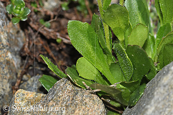 Photo: Arabis caerulea. Leaves.